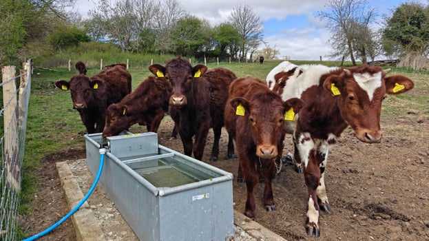 Image of young cattle at a drinking trough on a fine partly cloudy day